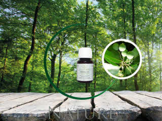 Tamanu Oil