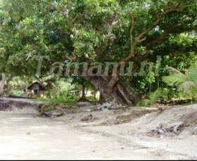 b_tamanu olie tree_
