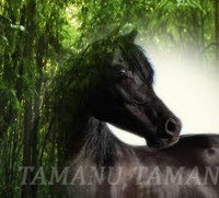 Horses